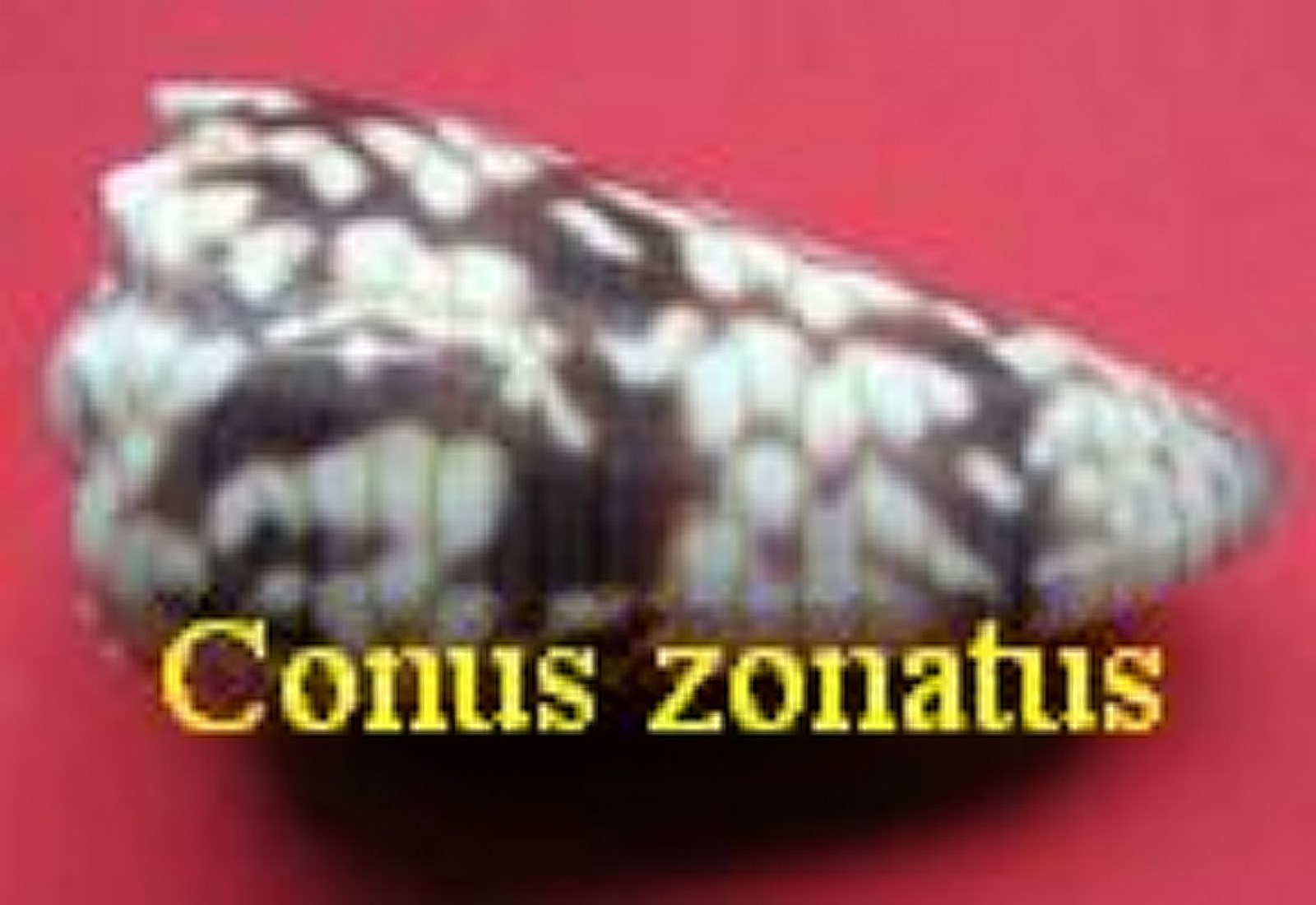 Conus zonatus, Hwass in Bruguiere 1792